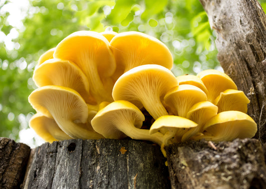 Grow Your Own Golden Oyster Mushrooms