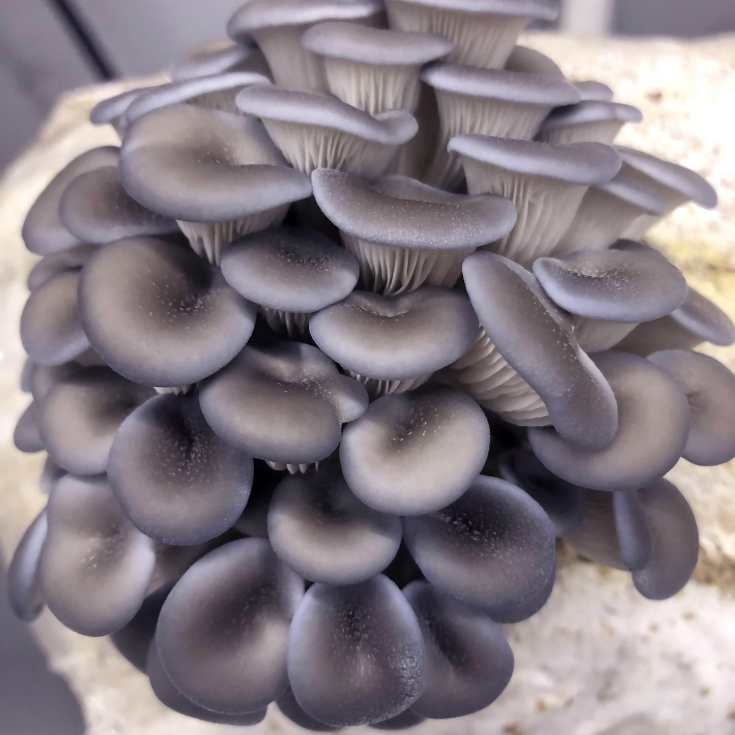 Grow Your Own Blue Oyster Mushrooms - Warm Variety