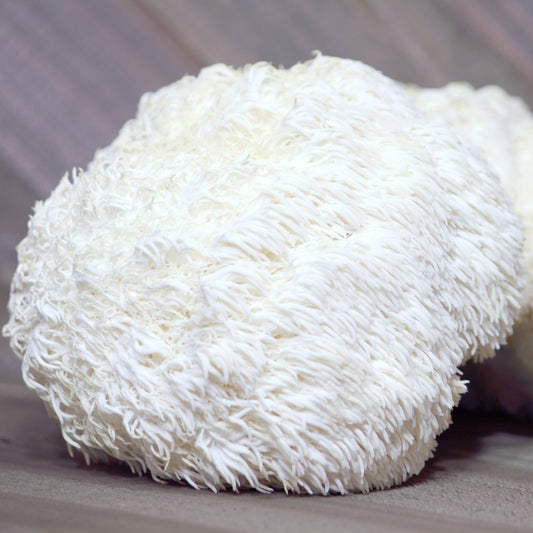 Lion's Mane Extracted Powder