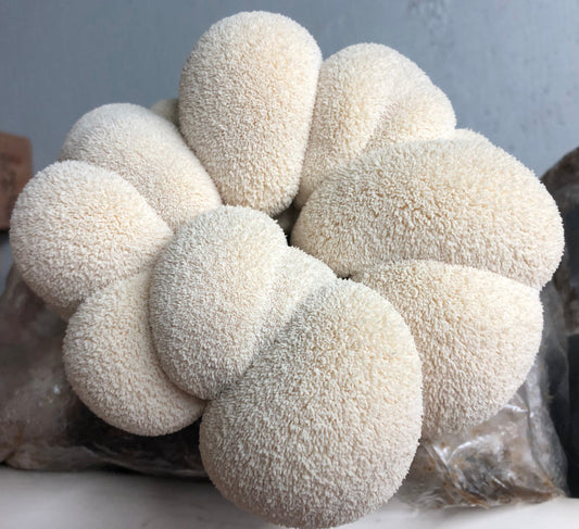 Grow Your Own Lion's Mane Mushrooms - Extra Large Size - Limited offer
